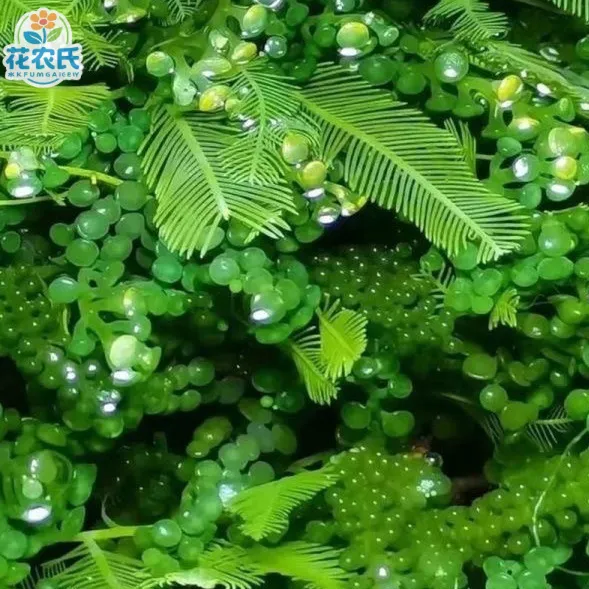 高等海藻葡萄钢丝羽毛火焰NO3水草PO4水质净化NP海葡萄藻绿藻