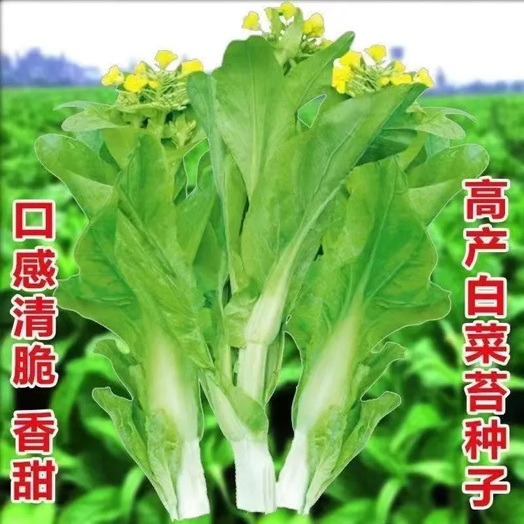 【zs】奶油白菜苔种子 青菜菜心苔芯大田庭院盆栽春秋四季采收种籽