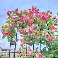 爬藤母系老桩重瓣大花藤本月季花苗庭院阳台种植四季开花耐寒植物