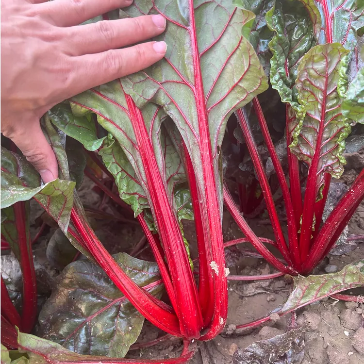 红叶甜菜红梗叶甜菜牛皮菜种子苗四季阳台盆栽套装