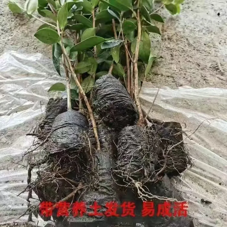 油茶树苗批发白花高产茶油山茶油树苗茶籽树苗南方油茶树原土发货
