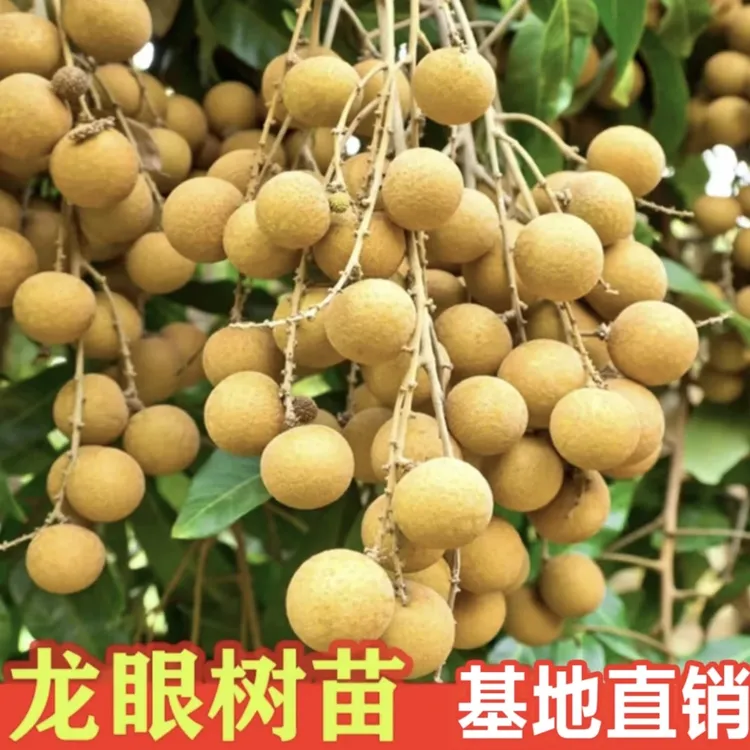 a龙眼树苗盆栽地栽龙眼果树苗阳台庭院种植储良桂圆果树苗