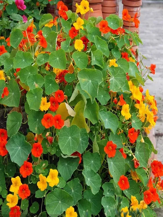 旱金莲种子旱金莲花苗子荷花花籽一年四季都开花五颜六色