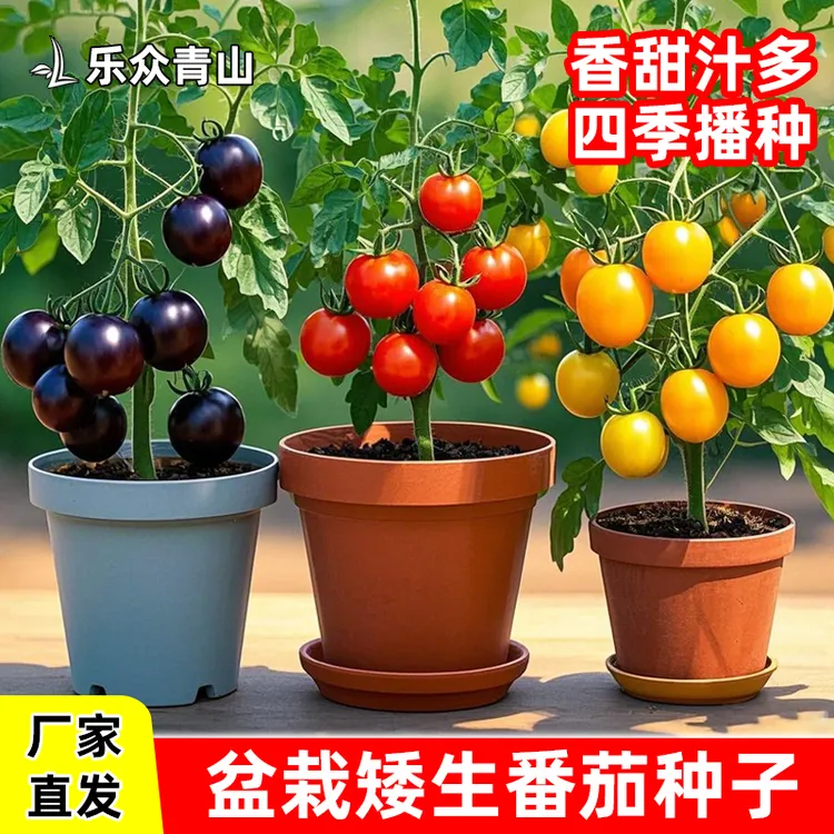 盆栽红/黄/黑矮生小番茄种子圣女果西红柿水果蔬菜阳台庭院种植 商品图