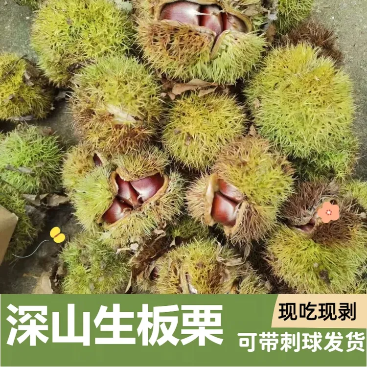 河南高山新鲜带壳板栗现摘现发粉糯香甜可生吃荒山栗子