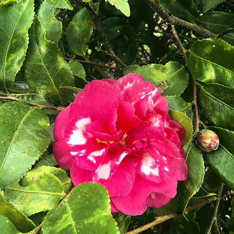 茶梅一物一拍室外种植（30 天售后）