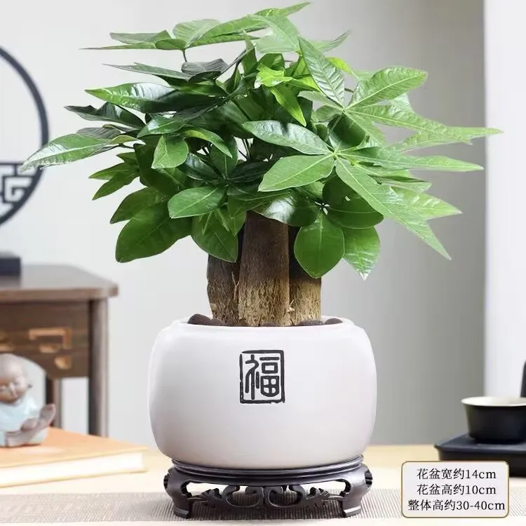 【发财树】室内好养护桌面懒人盆栽花卉大棵榕树观叶耐旱招财绿植