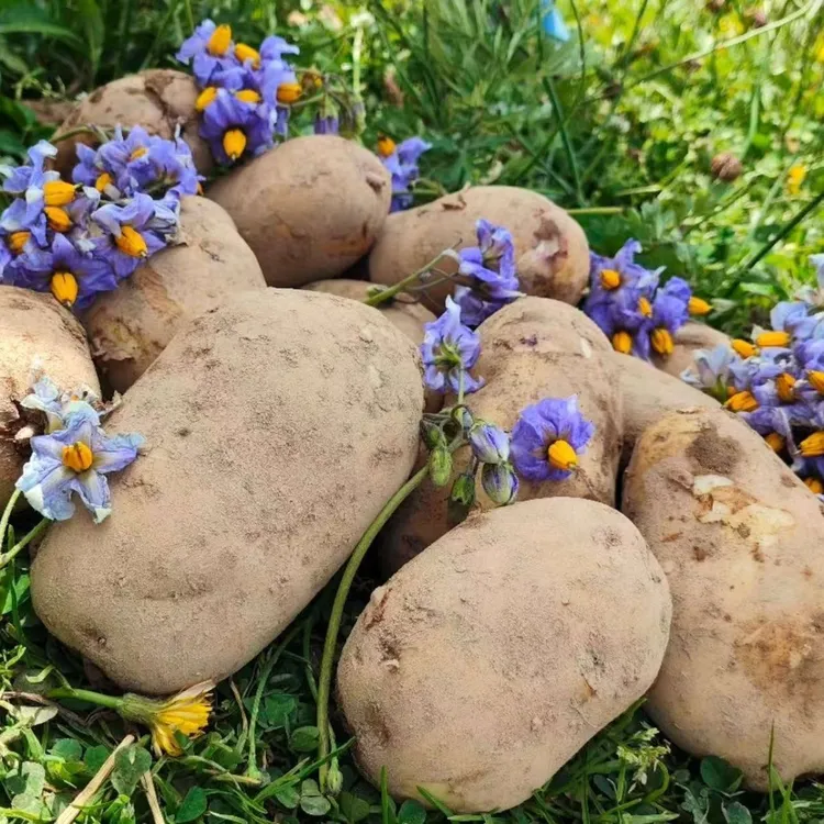 贵州威宁农家自种憨包洋芋大土豆新鲜正宗白心土豆粉粉糯糯