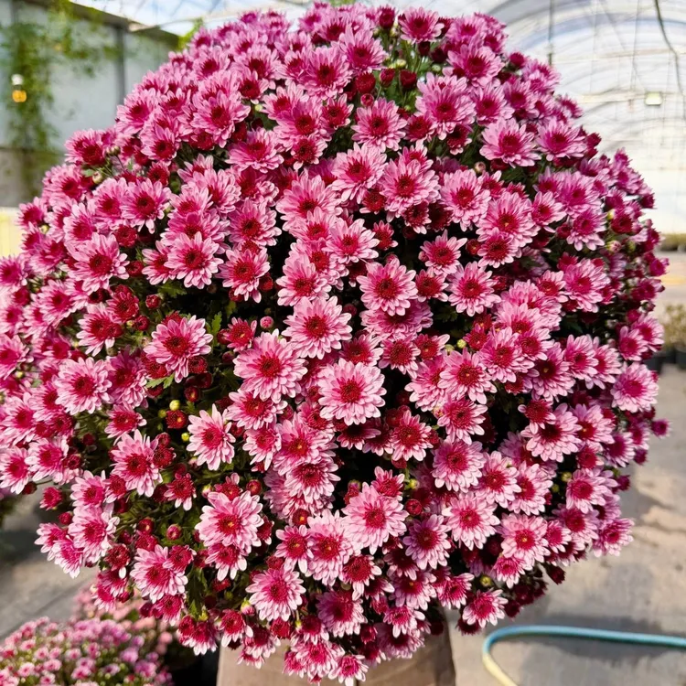 【草莓甜心】千头菊耐热高温适合阳台庭院盆栽地栽新手易养