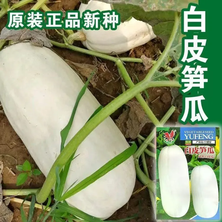 【白皮笋瓜种子】四季种植盆栽阳台