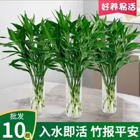 【基地精选】【水培富贵竹】室内客厅绿植办公室好养净化空气除甲醛