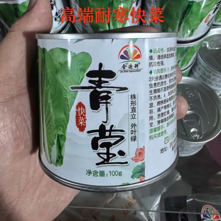 耐寒快菜，青莹，直立性好，耐抽苔农用肥