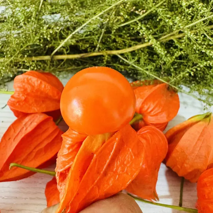 东北长白山脉红菇娘灯笼果新鲜带壳苦菇娘鲜果