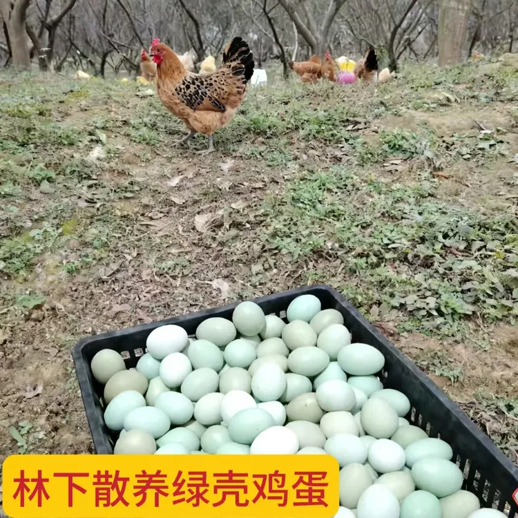 绿壳鸡蛋新鲜正宗农家散养土鸡蛋深山林下现捡现发散养土鸡蛋