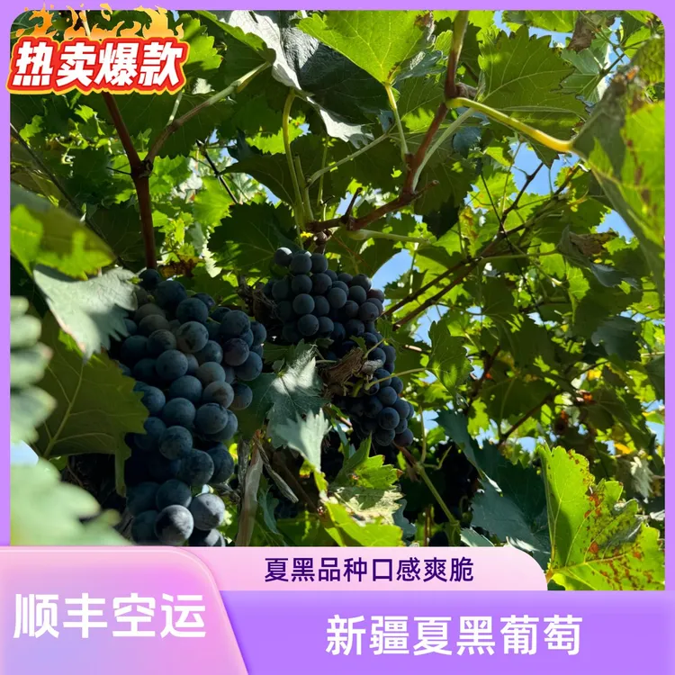 绿色食品A级认证新疆夏黑葡萄爆甜肉厚紧实产地顺丰空运中秋福利