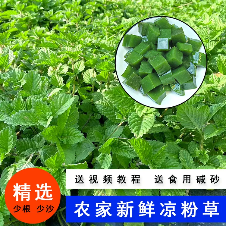 广东正宗新鲜采摘红根尖叶凉粉草农家自种四季烧仙草产地直发包邮