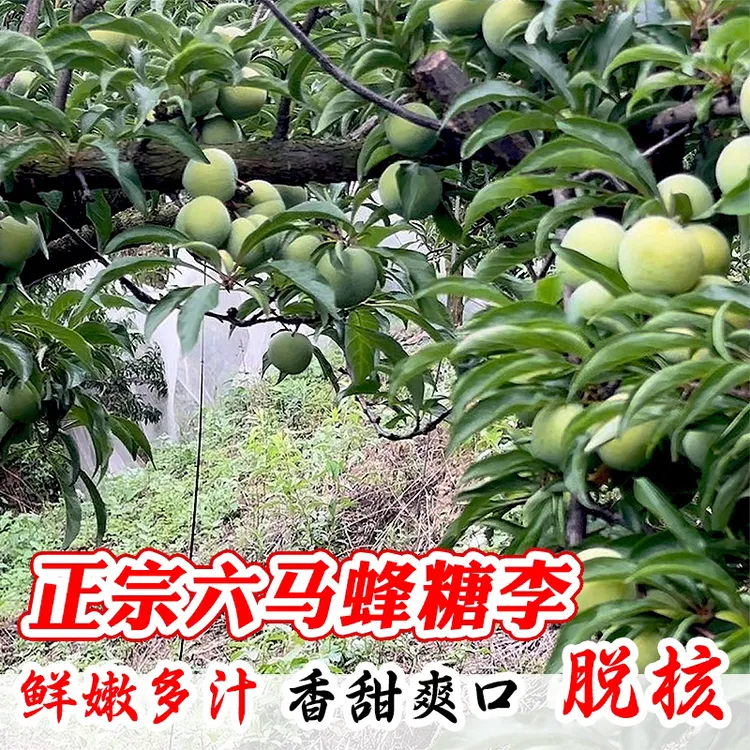 贵州六马正宗蜂糖李子苗一代嫁接苗原产地直发