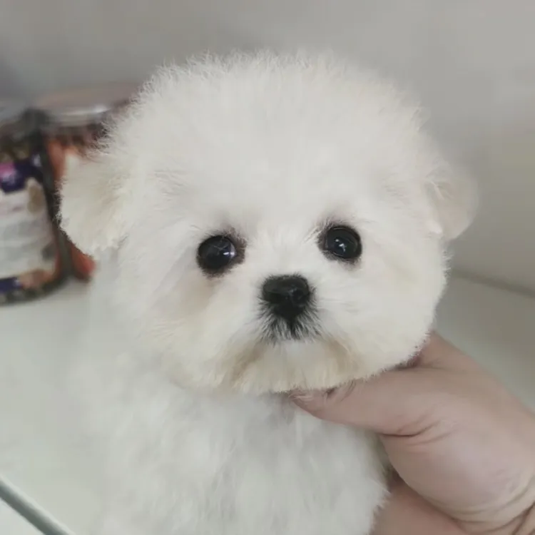 精品韩系比熊宝宝活体宠物链接