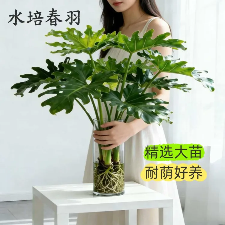 春羽水培植物花卉室内绿植客厅办公室桌面植物耐阴好养四季常绿商品图