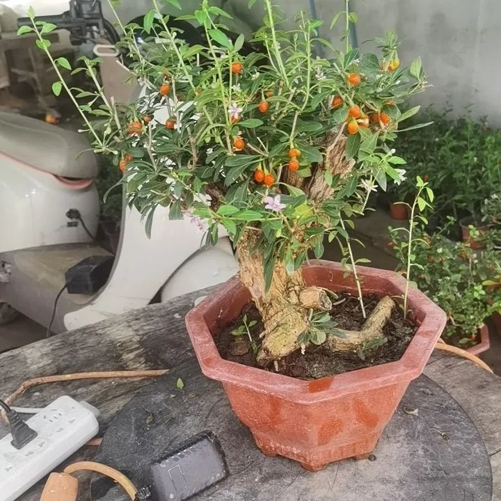 中华野生枸杞微盆景一物一拍