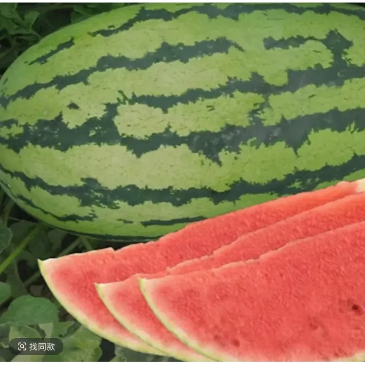 【家庭园艺适用】懒汉西瓜种子适应性强四季种植水果西瓜种子薄皮