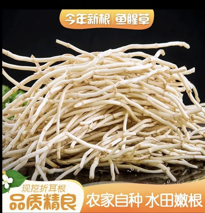 当季新根现挖鲜洗净嫩脆爽鱼腥草折耳根可凉拌下饭蔬菜