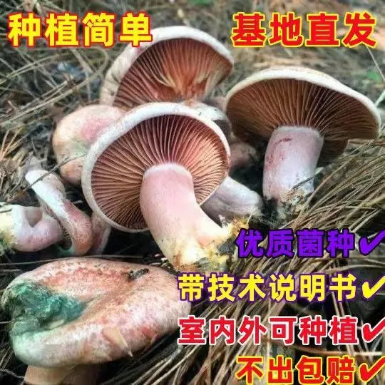 松树菌黄枞菌乌枞菌包优质母种高产家种菌种人工培植室内外可种植