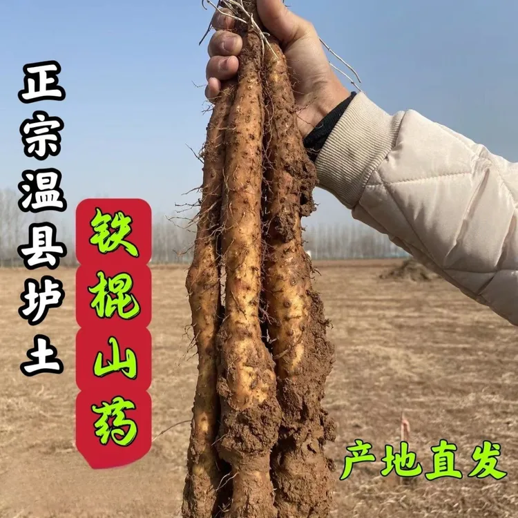 河南温县垆土铁棍怀山药5斤装20-70公分长度