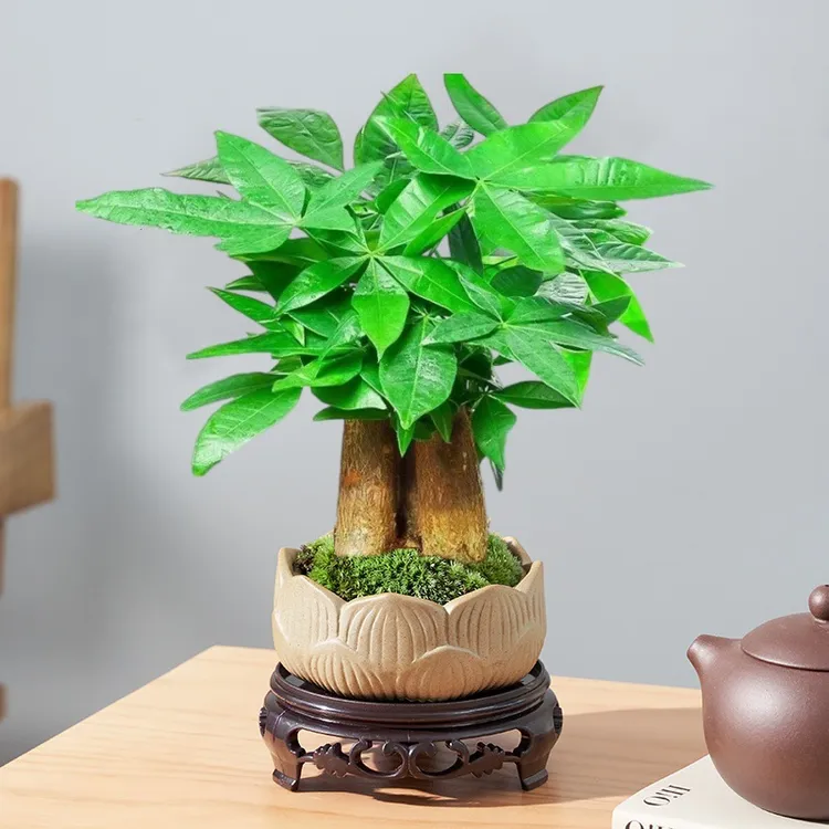 发财树小盆栽大金钱树招财植物室内客厅桌面盆景摆件四季好养A