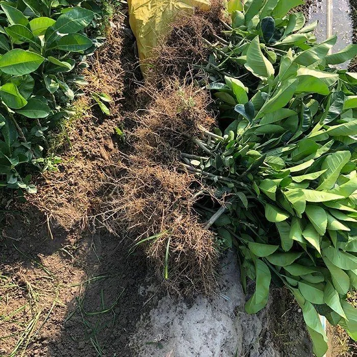 新品种暹罗红柚子树苗嫁接泰国暹罗红柚苗南北方种植盆栽地栽果苗商品图