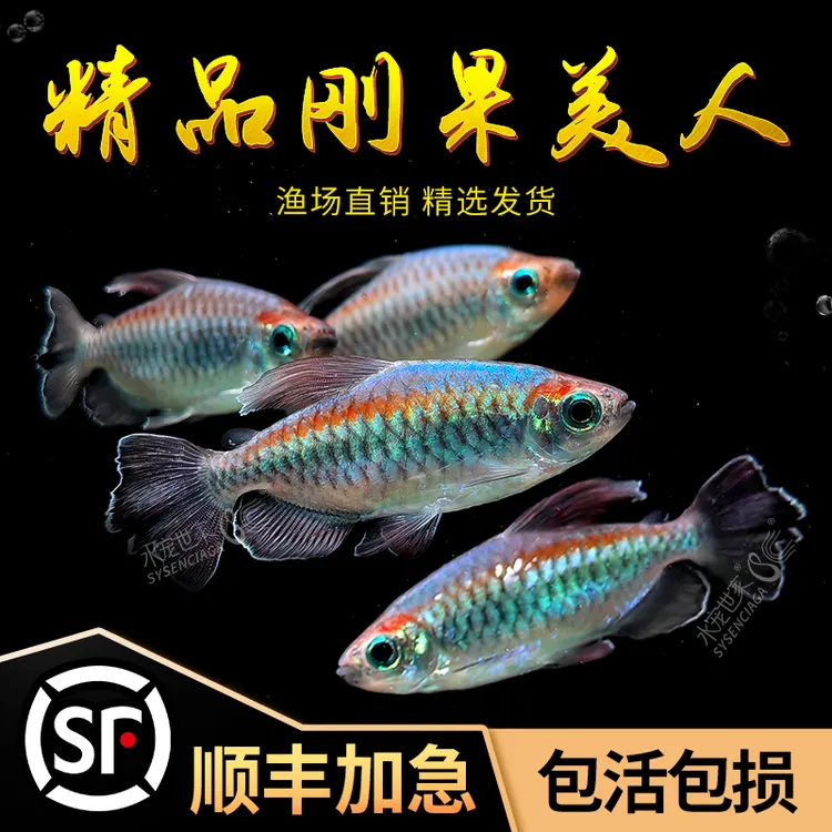 刚果美人鱼小型淡水鱼群游热带观赏鱼电光美人石美人活体鱼苗草缸