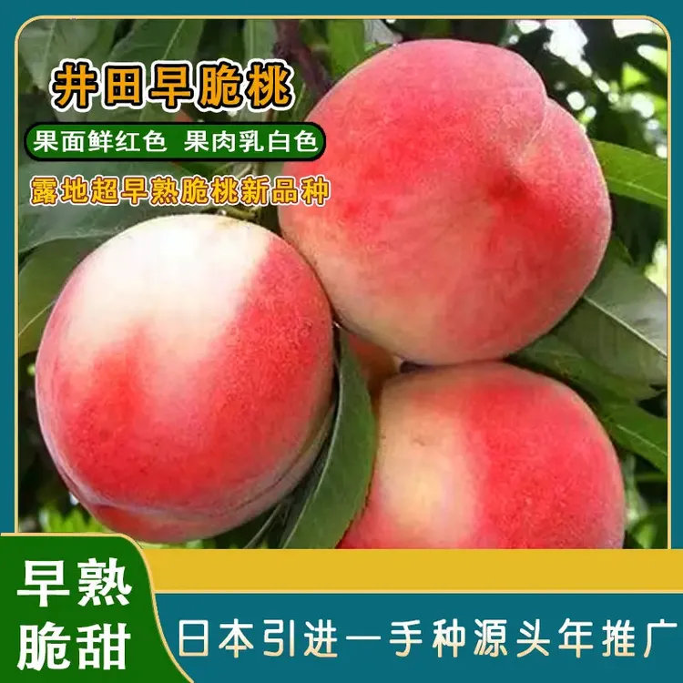 早脆桃苗/四月底超早成熟的桃新品种/果大丰产脆甜一手种源
