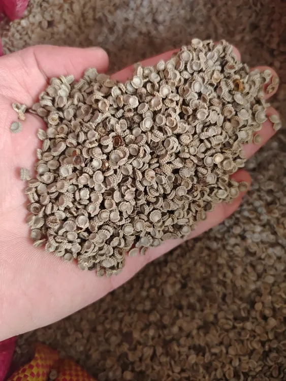 粉防己种子500g改良品种，一斤有3到4万粒。