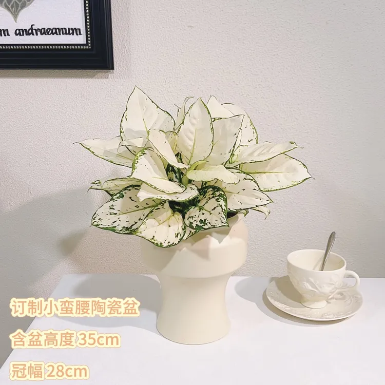 白象寓意好吉利花网红彩叶植物桌面绿植盆栽花卉室内空气净化绿植