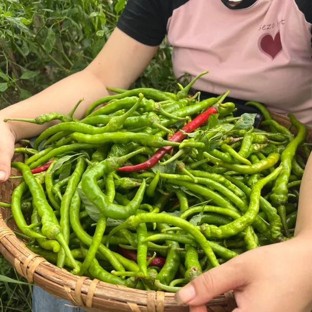 我很丑可是我很温柔湖南本地青辣椒2斤