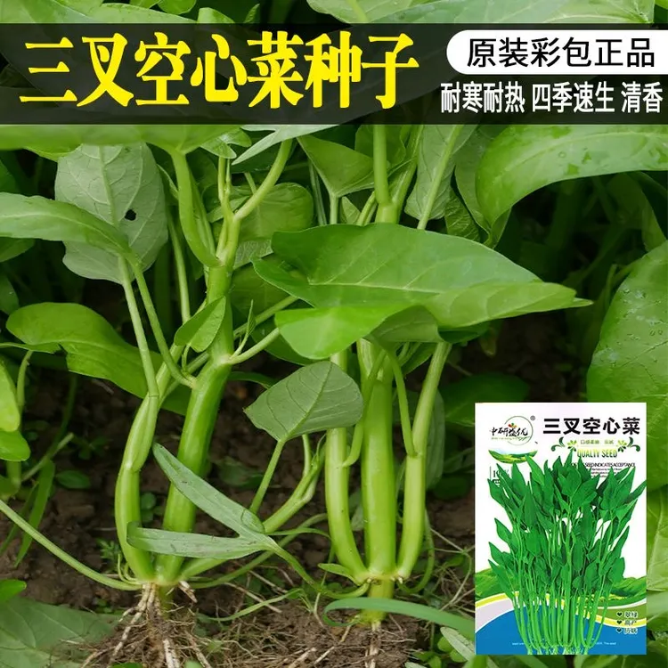 三叉空心菜种籽柳叶大叶通心菜种子四季易种高产盆栽大叶青菜种子