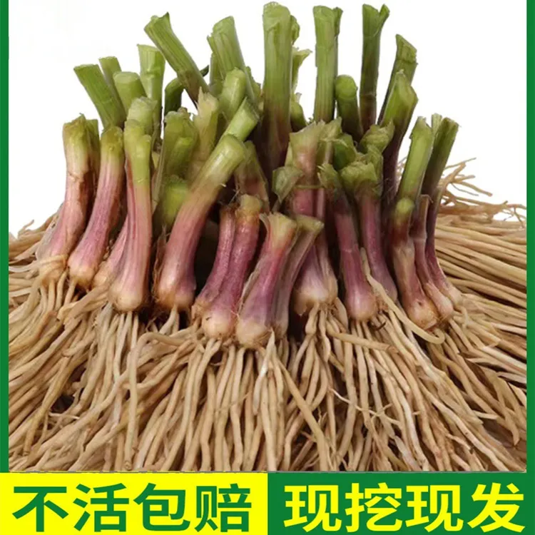 【新疆包邮】大韭菜根带根九菜室内外蔬菜可食用盆栽花新苗紫根