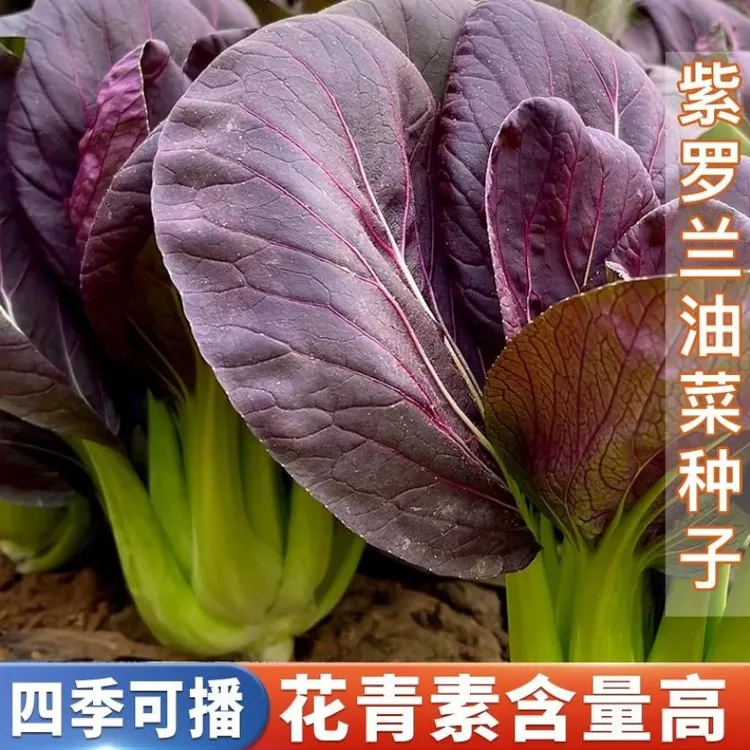 【紫罗兰油菜种子】紫色小青菜阳台盆栽菜园地种植农家蔬菜种子商品图