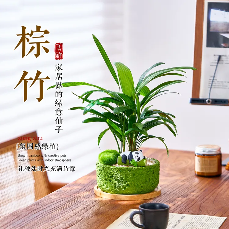 细叶金山棕竹盆栽植物室内好养办公室桌面微景观苔藓造景绿植摆件