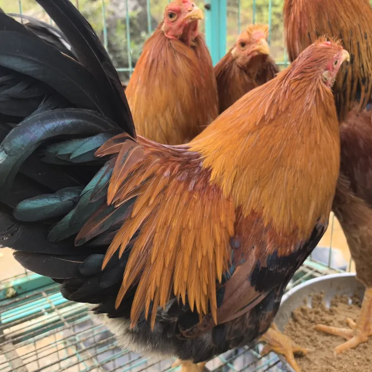 新鲜营养健康美味的山地生态散养跑山鸡（杀好发货）