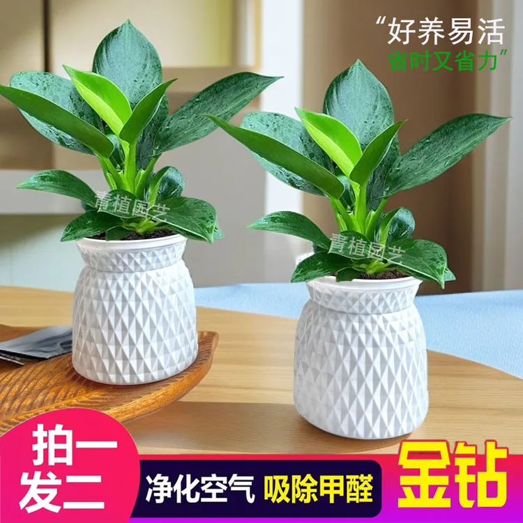 【买一送一】金钻绿公主客厅美观室内绿植土培盆栽四季常青商品图
