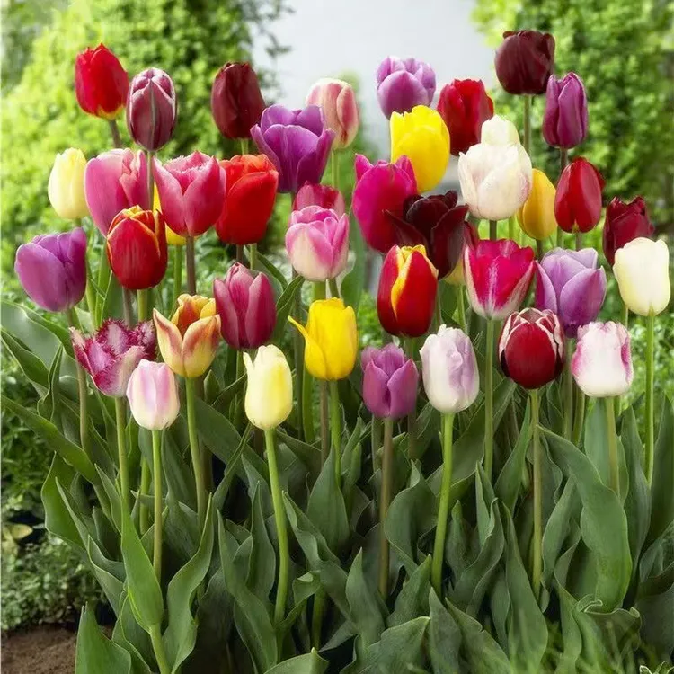 进口郁金香种球盆栽地栽原生多色花卉室内外种植耐寒土水培好养活