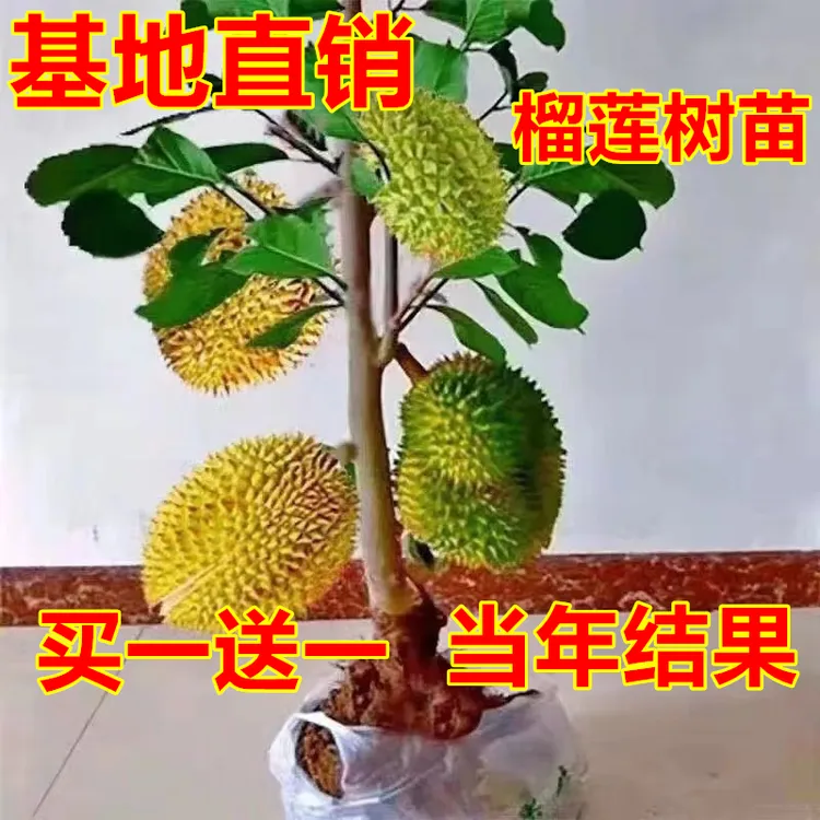 榴莲树苗地栽耐寒结果正宗树苗刺苗树苗四季苗榴莲新品榴莲苗树苗