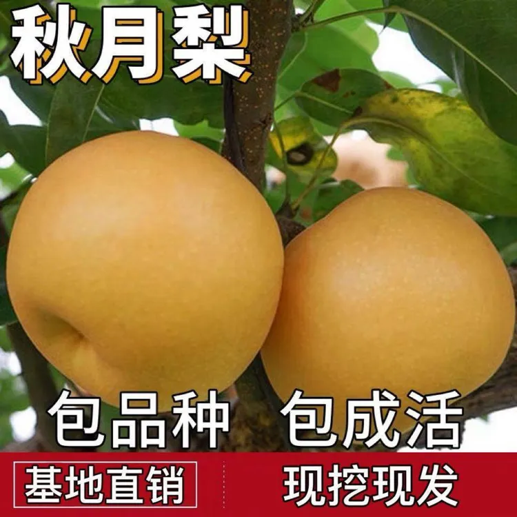 正宗嫁接秋月梨树苗嫁接苗盆栽地栽南北方种植特大果树苗阳台庭院商品图