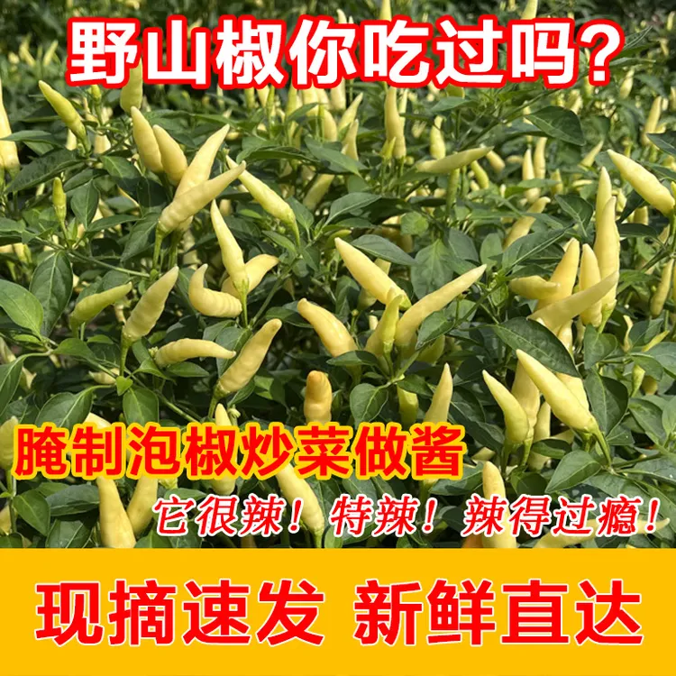 现摘当季特辣新鲜白米辣腌制泡椒泡菜香辣爽口新鲜蔬菜小米辣