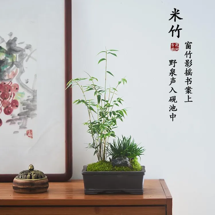 米竹盆栽观音竹室内绿植花卉客厅茶几禅意盆景办公室桌面观叶植物