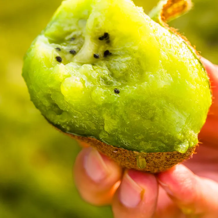 应季猕猴桃眉县徐香猕猴桃产地直发陕西头茬晚采大果猕猴桃