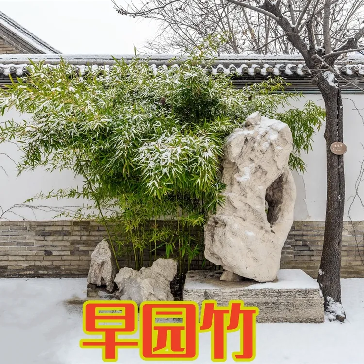 早园竹庭院植物绿化冬季北方耐寒室内盆栽四季青竹苗栽种栽种养护