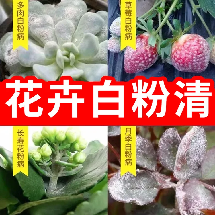 白粉病急救多肉长寿花草莓白粉病防黑腐黑斑炭疽月季沙漠玫瑰通用