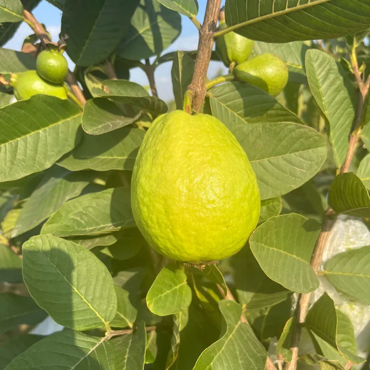 脆甜低糖低卡高维C，番石榴是健康之选！（送酸梅粉）